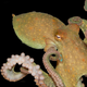 An octopus.